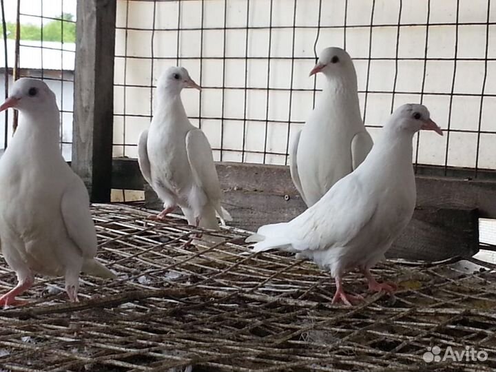 Голуби