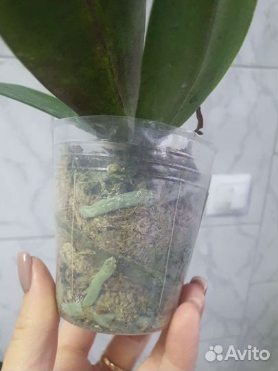 Орхидея бабочка Acker’s Sweetie