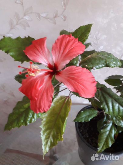 Гибискус, герань каманула махровая