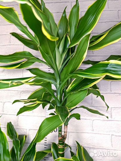 Драцена Голден кост