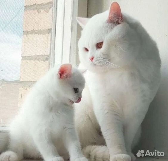 Чистокровные британцы