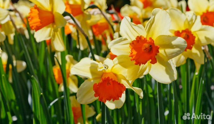 Луковицы нарциссов