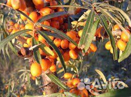 Черный орех на облепиховом масле