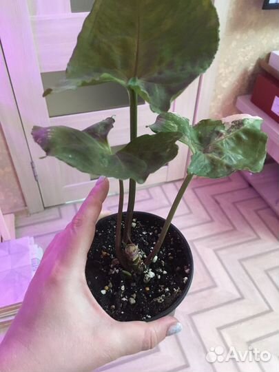 Сингониум, гинура