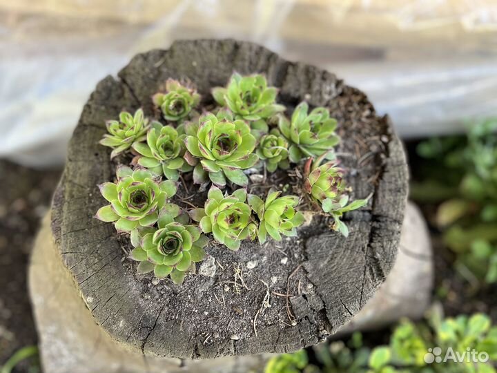 Растения цветы для сада