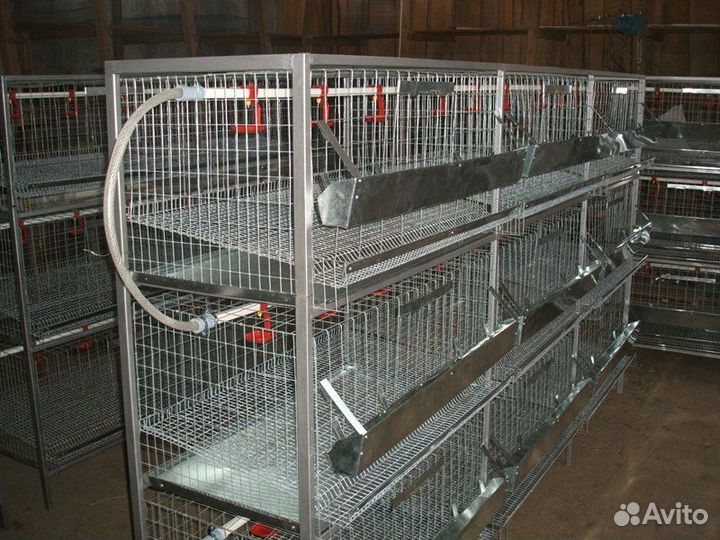 Клетка или брудер для бройлеров