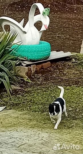 Вязка собак чихуахуа