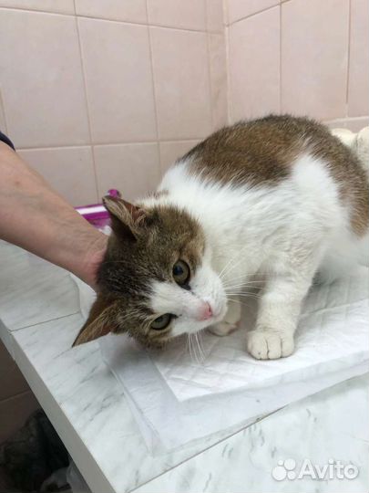 Кошечка Эльза