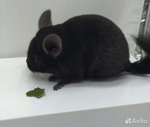 Шиншиллы в Самаре