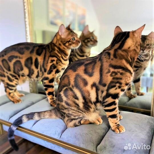 Бенгальский кот (вязка)
