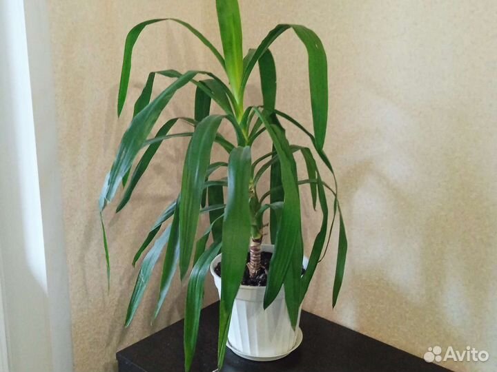 Цветы комнатные, разные