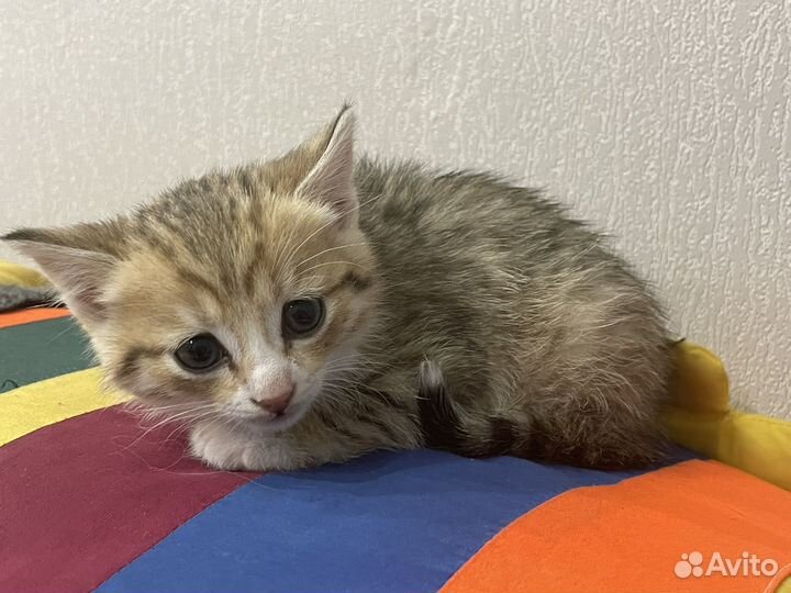 Котенок в добрые руки