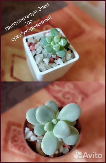 Суккуленты