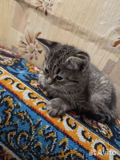 Отдам в добрые руки