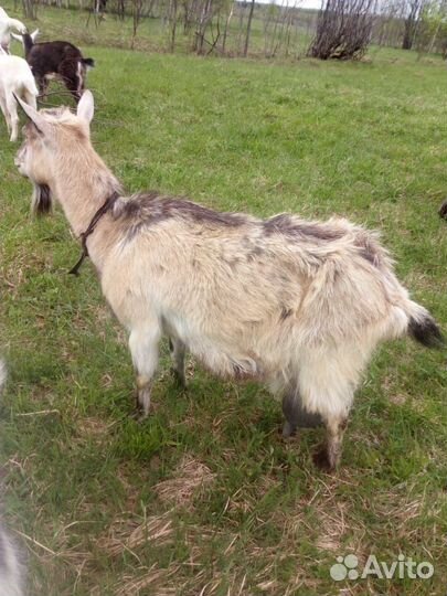 Коза дойная