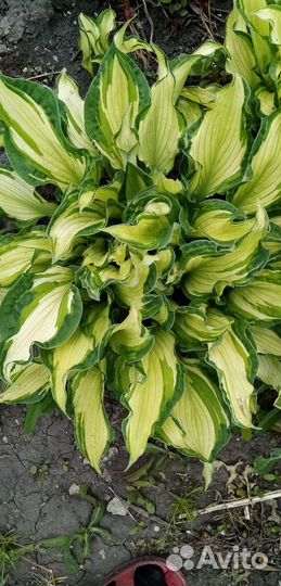 Хоста. Ландыши розовые. Анемона японская