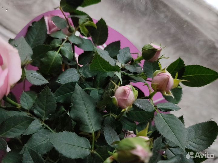 Миниатюрная роза в горшке