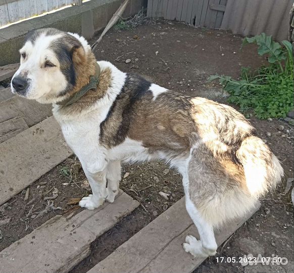 Среднеазиатская овчарка алабай вязка