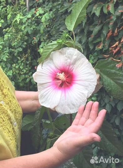 Растения для сада