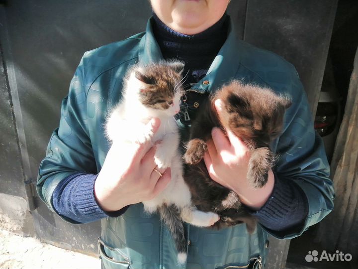 Кошка в дар бесплатно