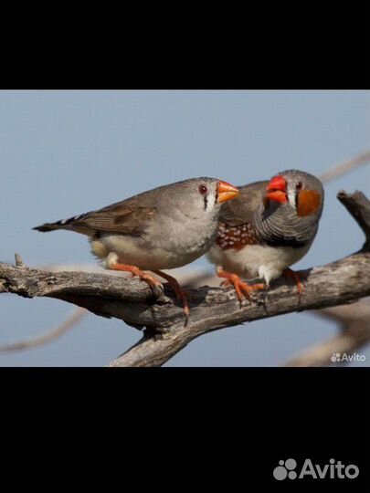 Зебровые амадинв