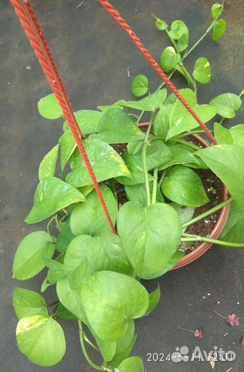 Сциндапсус эпипремнум