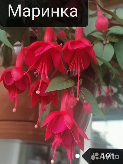 Сортовые фуксии