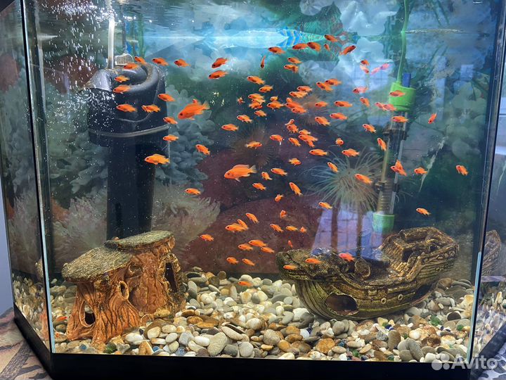 Мальки Цихлид