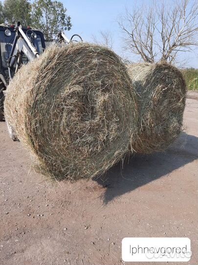 Сено рулоны 2023