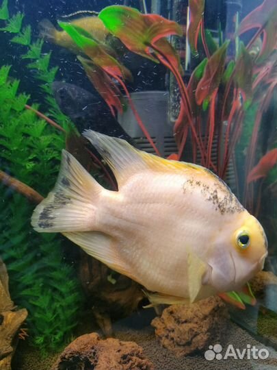 Рыба попугай