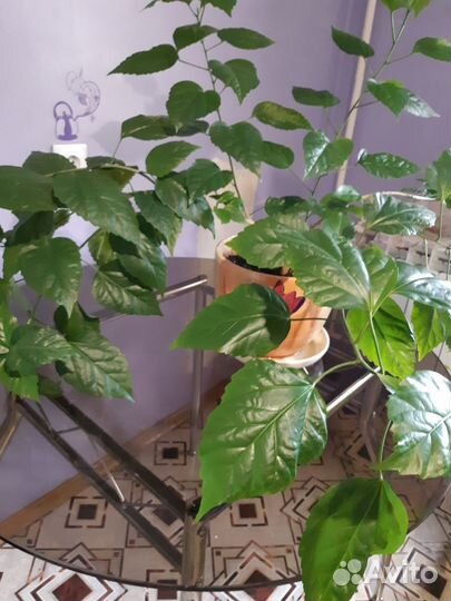 Продам китайскую розу с горшком