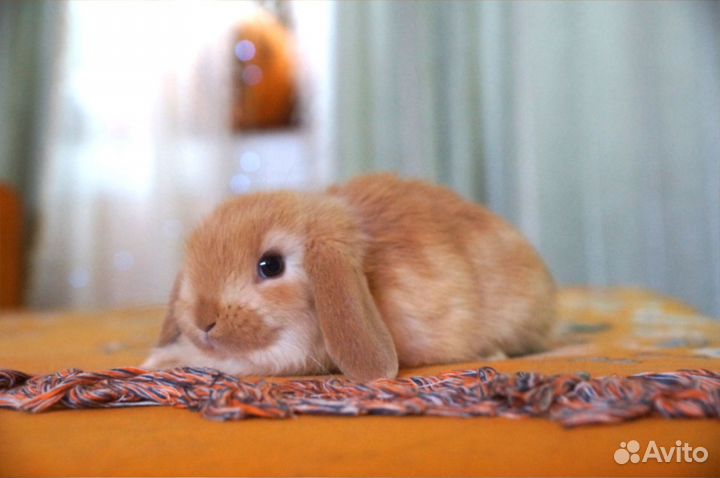 Декоративные кролики карликовые минилопы