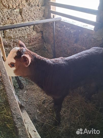 Продам теленка