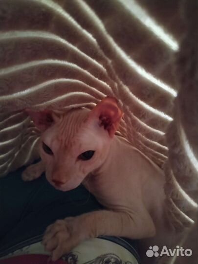 Донской сфинкс вязка