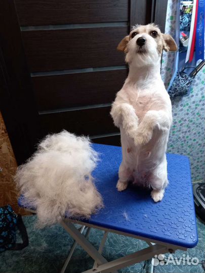 Стрижка собак и кошек