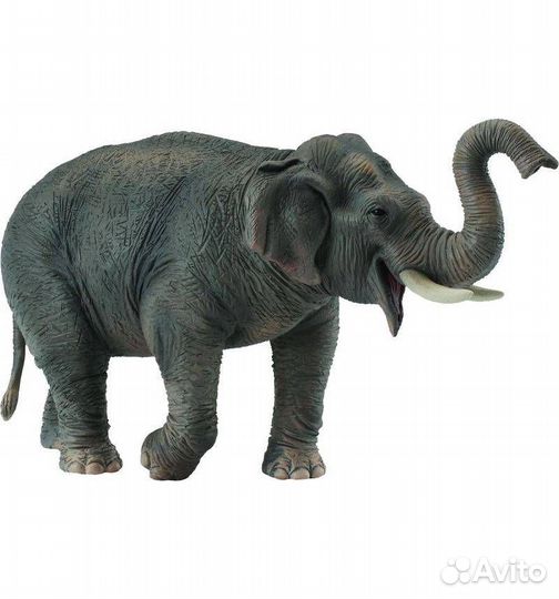 Азиатский слон, XL, 88486b