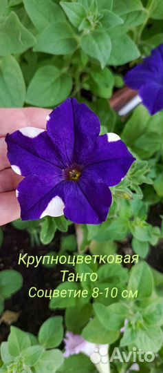 Семена Лаванды Петунии Бархатцев Календулы