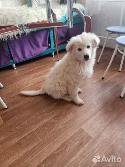 Щенок девочка 3 мес (бесплатно)