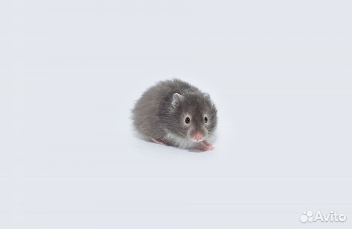 Сирийские и Джунгарские хомяки - ручные