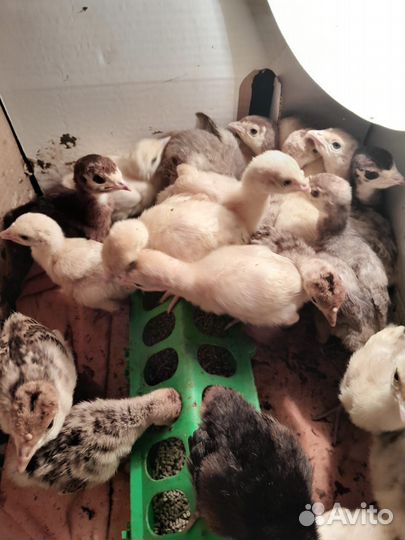 Продаются индюшата