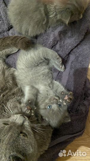 Отдам котенка в добрые руки