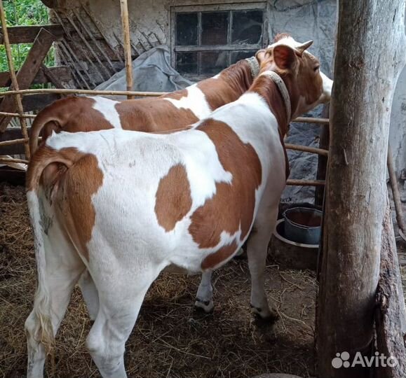 Молодая тёлка