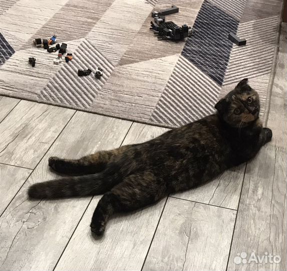 Кошка на вязку