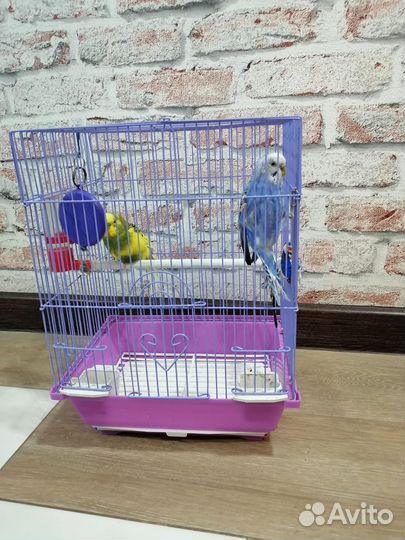 Волнистый попугай