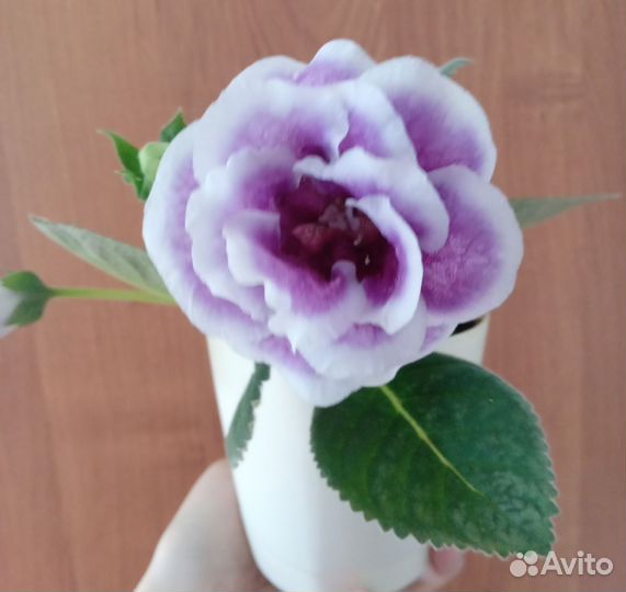 Цветущие глоксинии с детками фиалки