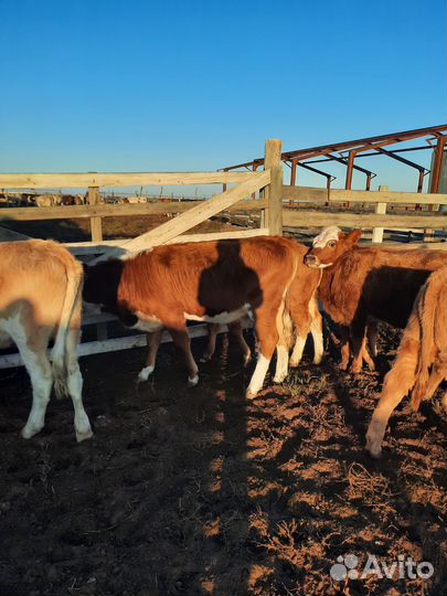 Бычки и телята