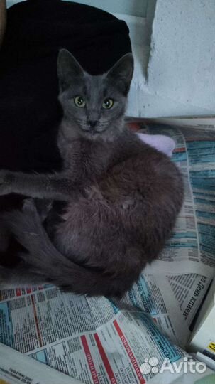 Котенок. Чеширский