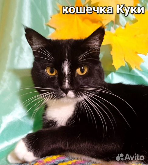 Осенние котейки