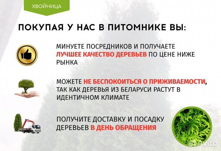 Туи Ростовка большая 7,5 м