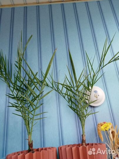 Финиковая пальма